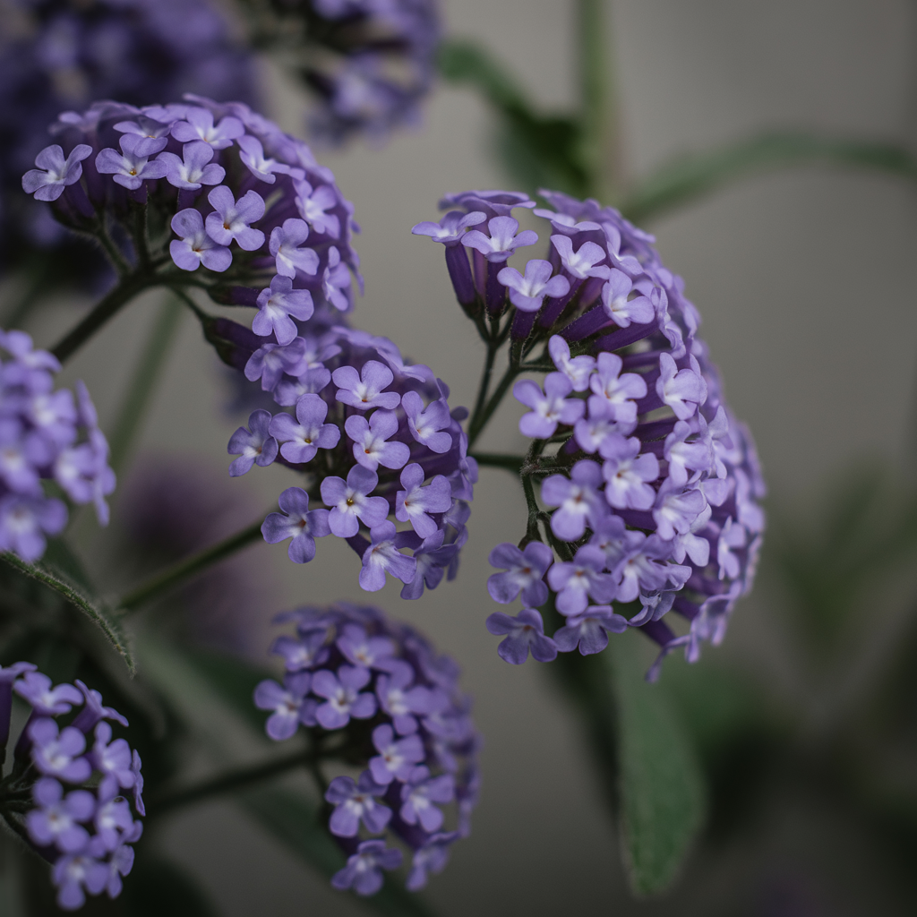 Heliotrope — Almond-vanilla floral, powdery