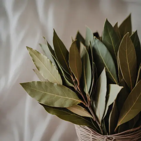 Bay Leaf