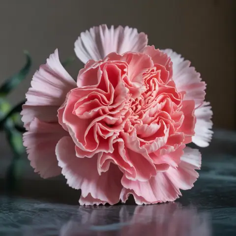 Carnation