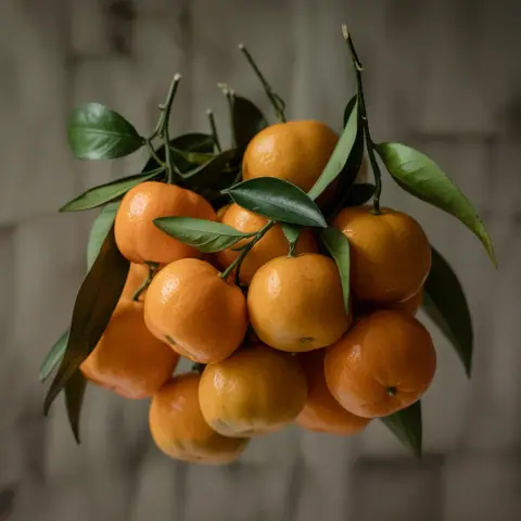 Clementine — Sweetest, mildest of the mandarins