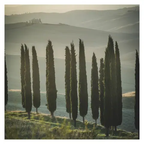 Cypress