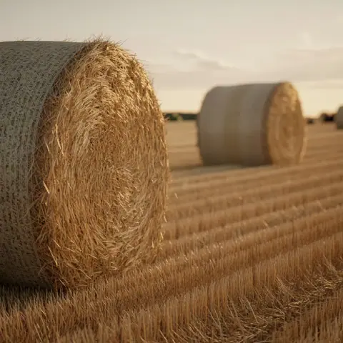 Hay — Dry, sweet-grassy