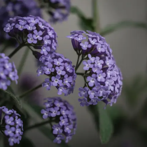 Heliotrope