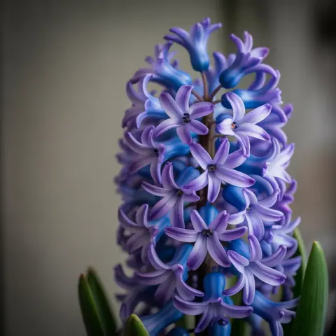 Hyacinth