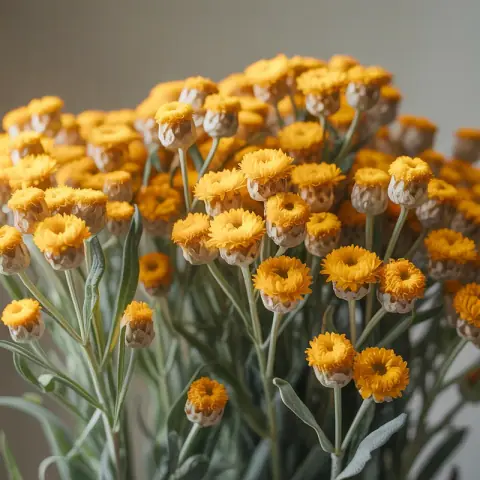 Immortelle (Helichrysum) — Curry-maple-honey