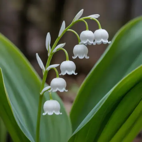Lily-of-the-Valley