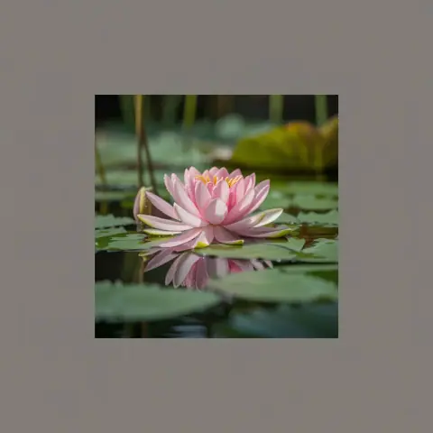 Lotus