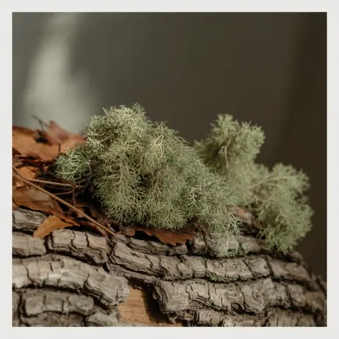 Oakmoss