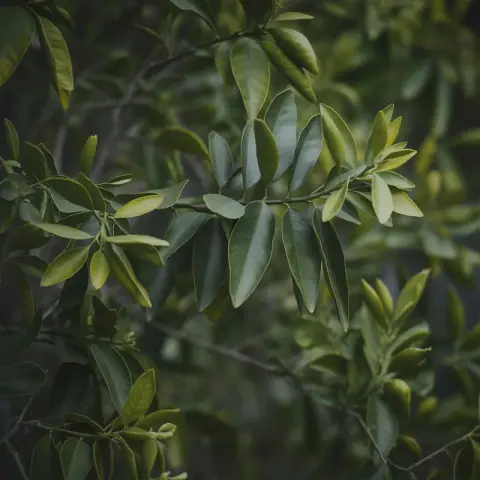 Petitgrain